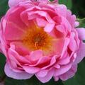 Englische Rose 'Royal Jubilee'