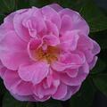 Kartoffelrose 'Sarah van Fleet'