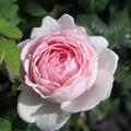 Rose 'Scepter'd Isle' 
