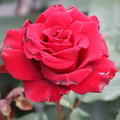 Rose Schwarze Madonna