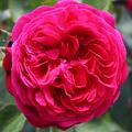 Duftrose 'Andr Rieu'