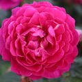 Duftrose 'Pure Aroma'