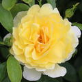 Rose Soleil Vertical 