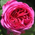 Edelrose 'Sophie Luise'