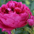 Strauchrose 'Soul'