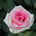 Rose Souvenir de Baden-Baden®