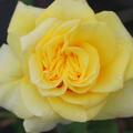 Rose Souvenir de Marcel Proust (korr)