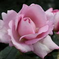 Rose 'Synactif by Shiseido'