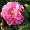 Rose Thrse Bugnet, Kartoffelrose, Rosa rugosa Hybride, Zchter: Bugnet 1950