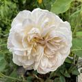 Rose The Lady Gardener