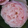 Rose 'The Mill on the Floss'