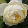 Englische Rose, Austin Rose 'Vanessa Bell'