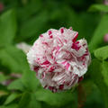 Rose 'Variegata di Bologna'