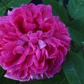 Englische Rose, Austin Rose 'Wild Edric'