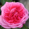 Rose de Molinard 