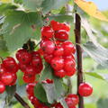 Rote Johannisbeere Ribest 'Cerimbo', Ribes rubrum