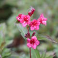 Rote Weigelie 'Bristol Ruby' Wegela 'Bristol Ruby'