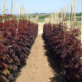 Seidenbaum 'Summer Chocolate' (Albizia julibrissin 'Summer Chocolate')