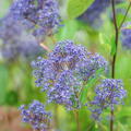 Sckelblume 'Marie Bleu' Ceanothus delilianus 'Marie Bleu'