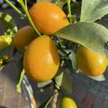 Kumquat Fortunella margerita Nordmann Seedless