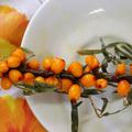 Sanddorn 'Ukraine Freedom', Hippophae rhamnoides