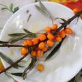 Sanddorn  'Ukraine Inspiration', Hippophae rhamnoides