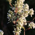 Saskatoon Beere 'Saskadwarf' (Amelanchier alnifolia 'Saskadwarf')