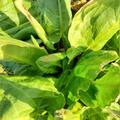 Sauerampfer 'Salagreen' Rumex acetosa 'Salagreen'