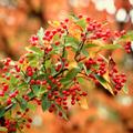 Scharlach-Glanzmispel (Photinia villosa)