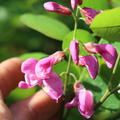 Scheinakazie 'Casque Rouge' (Robinia margaretta 'Casque Rouge')