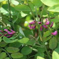 Scheinakazie 'Casque Rouge' (Robinia margaretta 'Casque Rouge')