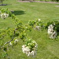 Scheinakazie, Zwerg-Korkenzieher-Akazie 'Twisty Baby' (Robinia pseudoacacia 'Twisty Baby')