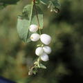 Schneebeere, Knallerbsenstrauch 'White Hedge' (Symphoricarpos doorenbosii 'White Hedge')