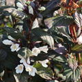 Weigela florida Ebony and Ivory im Herbst