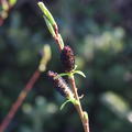 Salix gracilistyla 'Melanostachys'