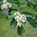 Schwedische Mehlbeere, Sorbus intermedia