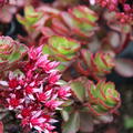 Sedum spurium 'Fuldaglut'