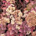 Sedum telephium ssp. rub. 'Hab Gray' Fetthenne 'Hab Gray'