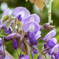 Seiden-Blauregen 'Okayama', Wisteria brachybotrys