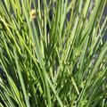 Sesleria autumnalis