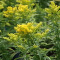 Solidago x cultorum 'Laurin' Garten-Goldrute