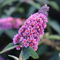 Buddleja davidii 'Bicolor Flower Power' Sommerflieder 'Bicolor Flower Power'