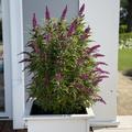 Sommerflieder 'Butterfly Tower' Buddleja davidii 'Butterfly Tower'