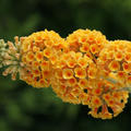 Buddleja sungold Sommerflieder