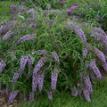 Sommerflieder 'Wisteria Lane' (Buddleja davidii 'Wisteria Lane')