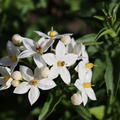 Sommerjasmin (Solanum jasminoides)