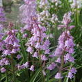 Hyacinthoides hispanica Rosea