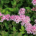 Spiraea japonica Little Princess Spierstrauch Blten