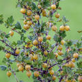 Stachelbeere Lubera Crispa Solemio