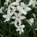 Ipheion 'Alberto Castillo'